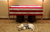 Bush's service dog lies next to former president's casket