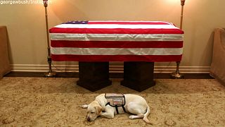 Фото: собака Буша-старшего Салли лежит перед его гробом
