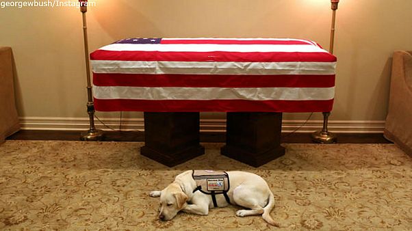 La fotaza: el perro de George H. W. Bush junto al ataúd de su amo La fotaza: el perro de George H. W. Bush junto al ataúd de su amo