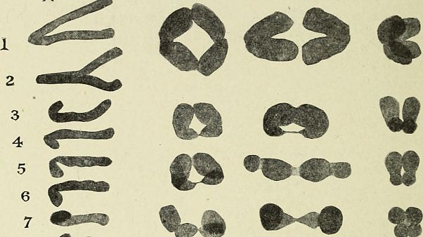 دراسة ألمانية: هذه الممارسات الرياضية تسهم في إبطاء شيخوخة خلايا الجسم دراسة ألمانية: هذه الممارسات الرياضية تسهم في إبطاء شيخوخة خلايا الجسم