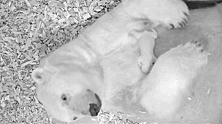 Berlin begrüßt neues Eisbärenjunges: Überlebenschance bei 50 Prozent
