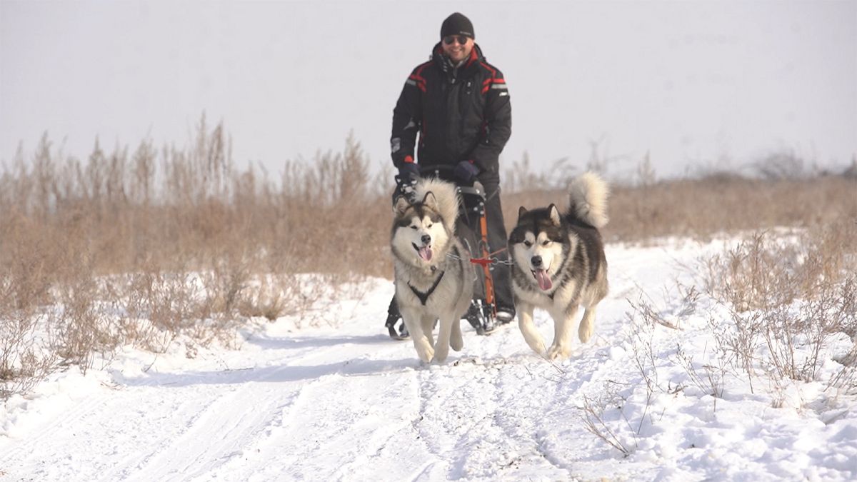 La vigueur des chiens de traîneau du Kazakhstan
