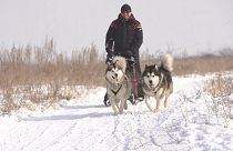 Los inicios del sleddog (perros de trineo) en Kazajistán