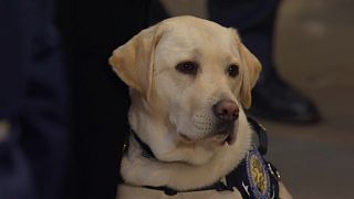 شاهد: كلبة بوش مع المشيعين في مبنى الكونغرس