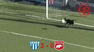 فيديو: في الأرجنتين يتقن الجميع كرة القدم...حتّى الكلاب!