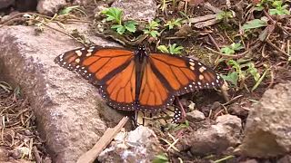 'Migrant' monarch butterflies arrive in Mexico for winter