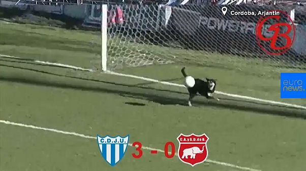 Video | Sahaya giren sevimli köpek gol vuruşunu çizgiden çıkardı Video | Sahaya giren sevimli köpek gol vuruşunu çizgiden çıkardı