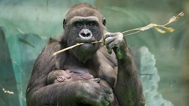Goriller bulmaca çözerken hile yaptı Goriller bulmaca çözerken hile yaptı