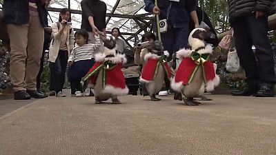 Big in Japan - penguins dressed as santa