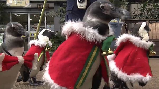 Pinguin-Weihnachtsmänner watscheln durch Vogelpark Pinguin-Weihnachtsmänner watscheln durch Vogelpark