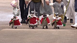 Video | Penguenler hayvanat bahçesini Noel Baba kostümleriyle dolaştı