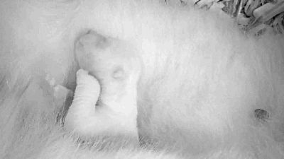 Bemutatkozott az újszülött jegesmedvebocs