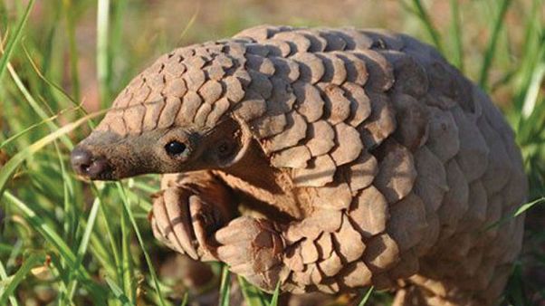 Malezya'da 9 milyon dolar değerinde 2.8 ton Afrika pangolin parçası yakıldı Malezya'da 9 milyon dolar değerinde 2.8 ton Afrika pangolin parçası yakıldı