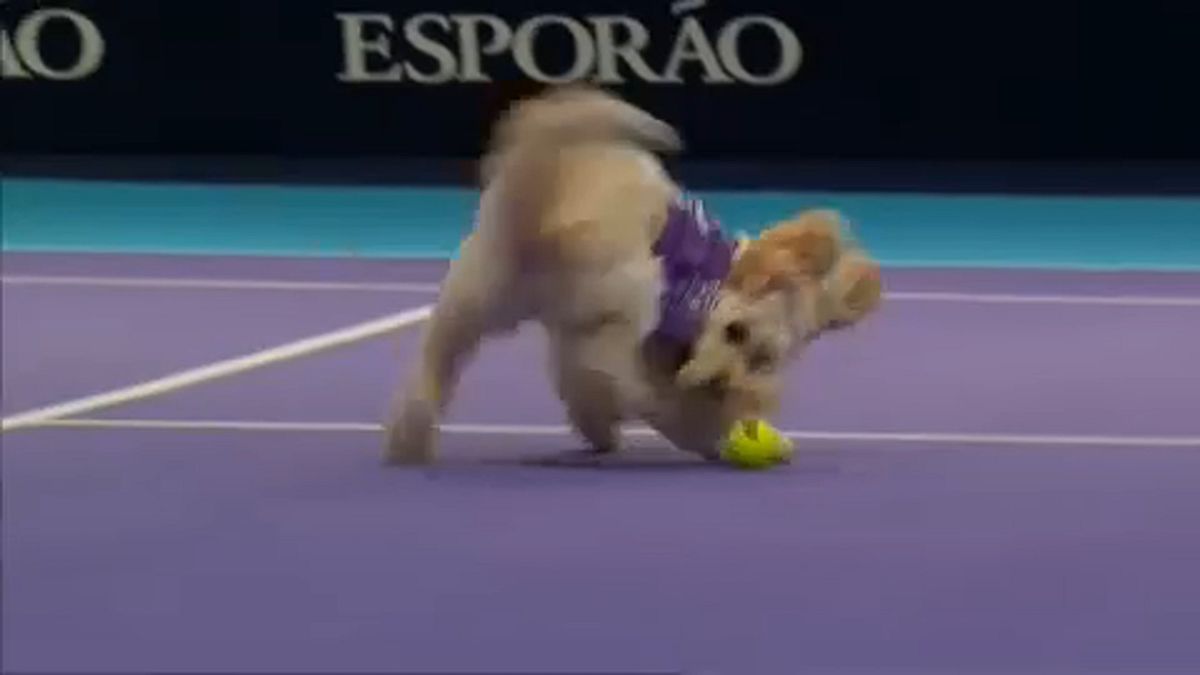 Kutyák szedtek labdát a világklasszis teniszezőknek 