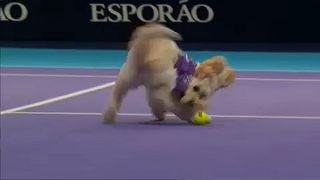 Kutyák szedtek labdát a világklasszis teniszezőknek