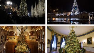 [Vota] La battaglia degli alberi di natale europei: qual è il migliore?