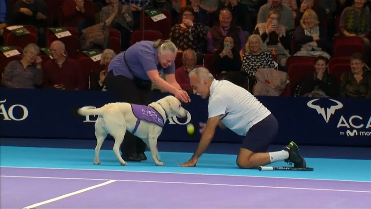 كلاب تشارك في جمع كرات التنس خلال بطولة أبطال التنس