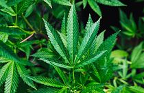 Does cannabis contain the next “superfood”?