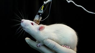 Rahmi alınan farelerde hafıza sorunu tespit edildi