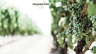 Femme de Champagne - Part 1