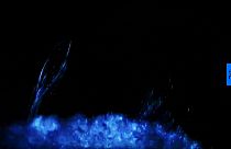 Dolphins feed on and swim amongst bio-luminescent plankton