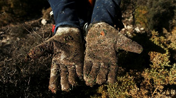 Dünyanın en büyük eldiven üreticisinde göçmen işçi skandalı Dünyanın en büyük eldiven üreticisinde göçmen işçi skandalı