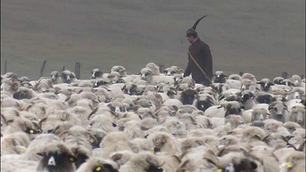 Die Bären sind los in Nord-Rumänien Die Bären sind los in Nord-Rumänien