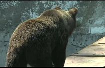 Ρουμανία: Αρκούδες κυκλοφορούν και κάνουν επιθέσεις παρά τον χειμώνα