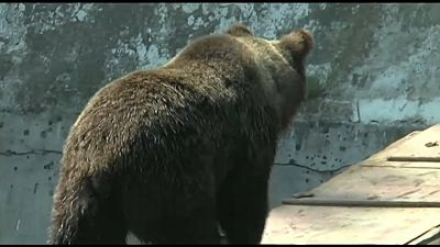 Ρουμανία: Αρκούδες κυκλοφορούν και κάνουν επιθέσεις παρά τον χειμώνα