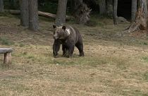 Los osos siembran el pánico en el norte de Rumanía