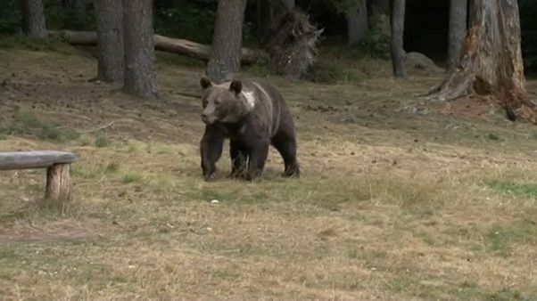 Los osos siembran el pánico en el norte de Rumanía Los osos siembran el pánico en el norte de Rumanía