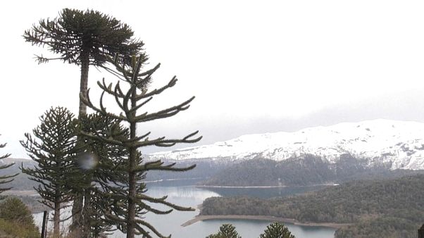 La milenaria araucaria, en peligro La milenaria araucaria, en peligro
