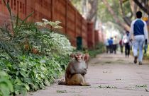 شاهد: قرود المكاك تتحدى الحكومة الهندية قبيل الانتخابات