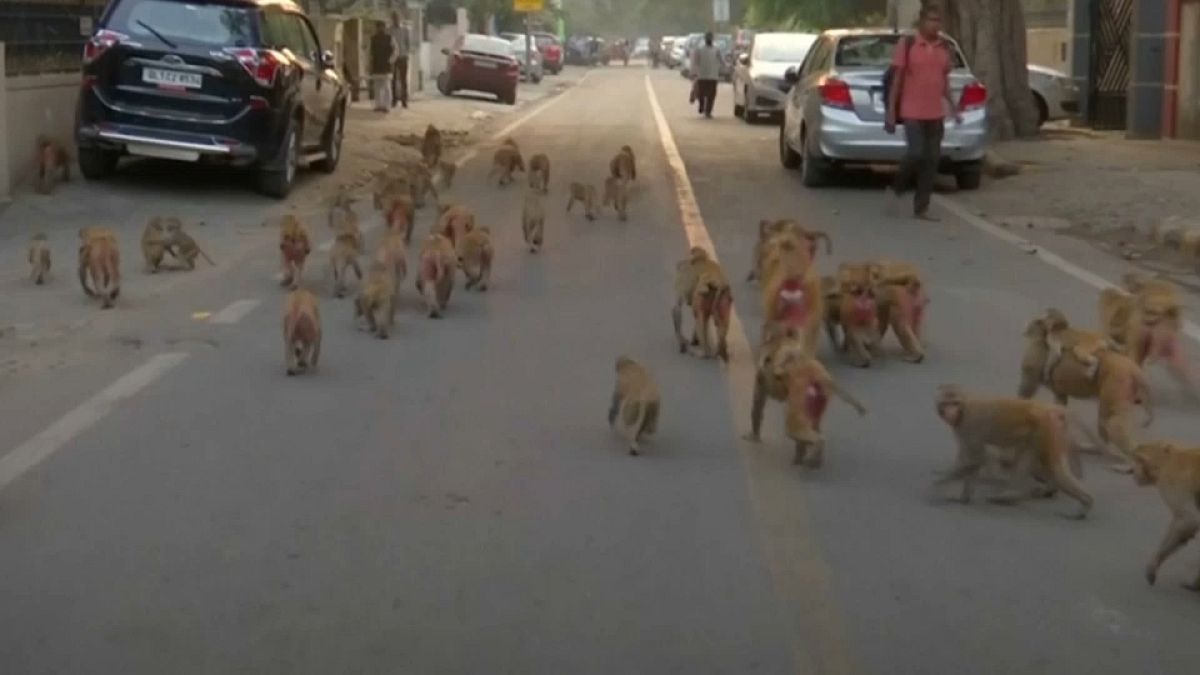 Monkey business affecting government affairs in New Delhi