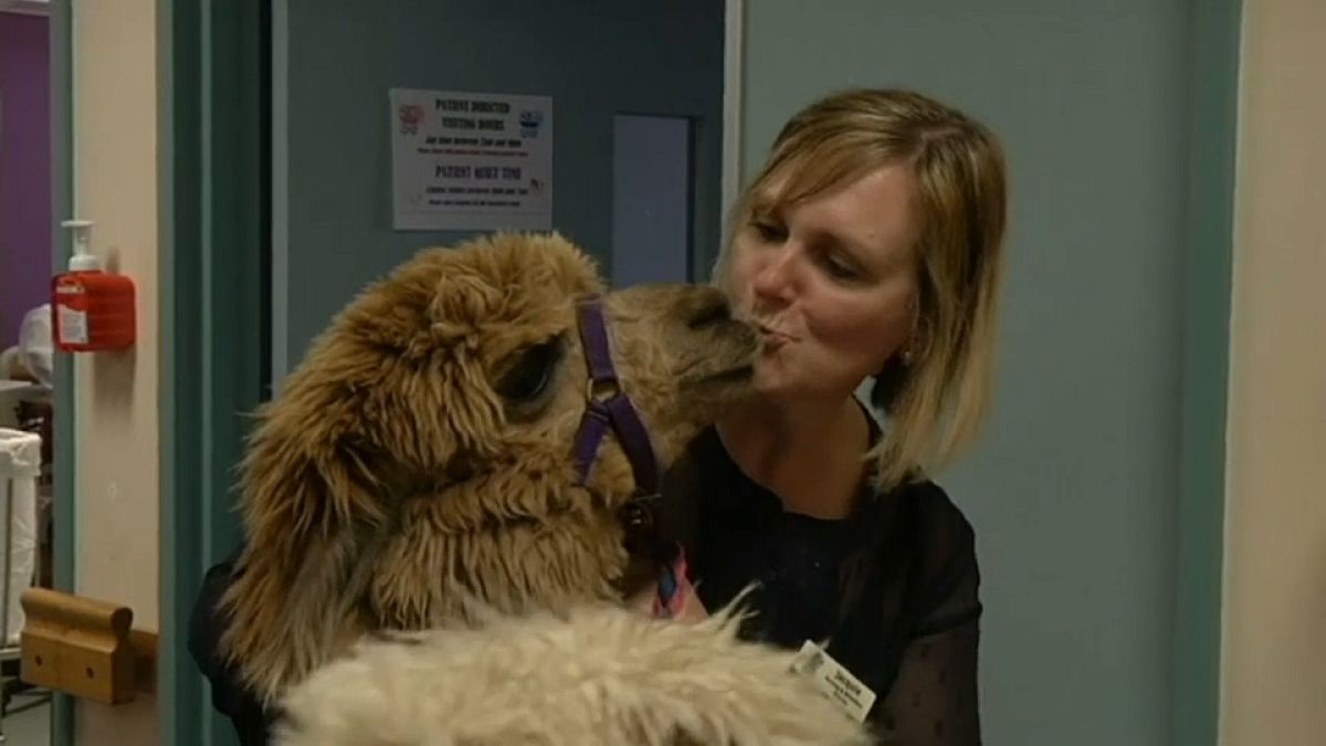 Australien: Diese Alpakas heilen Patienten