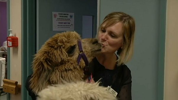 Australien: Diese Alpakas heilen Patienten Australien: Diese Alpakas heilen Patienten