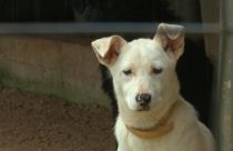 Nem adnak örökbe kutyát karácsonykor a német menhelyek