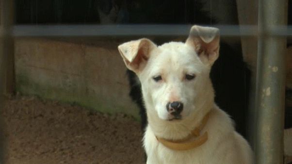 Nem adnak örökbe kutyát karácsonykor a német menhelyek Nem adnak örökbe kutyát karácsonykor a német menhelyek