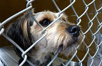 Germania: stop alle adozioni di cani sotto le feste natalizie