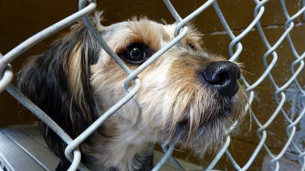 Germania: stop alle adozioni di cani sotto le feste natalizie Germania: stop alle adozioni di cani sotto le feste natalizie