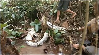 Indonesia, vanno a caccia di un serpente ma la lotta è dura