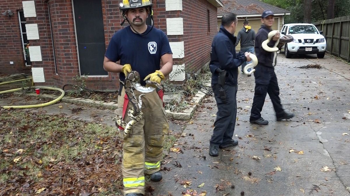 ABD'de yangın çıkan evde mahsur kalan 100 yılan kurtarıldı