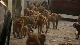 Hindistan'da büyüyen suç örgütü: Hırsız maymunlar
