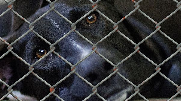A dog at a breeders A dog at a breeders