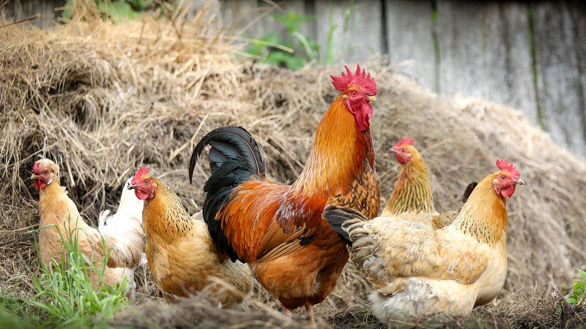 Ζούμε στην «Εποχή του Κοτόπουλου», λένε οι επιστήμονες