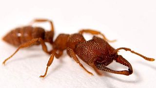 Το μυρμήγκι «δράκουλας» είναι το ζώο με την πιο γρήγορη κίνηση