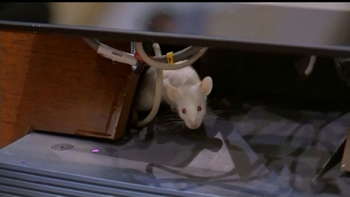 Ratten auf Senatoren geworfen