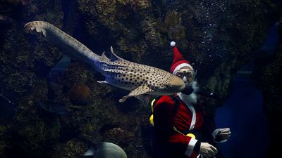 Weihnachtsmann besucht Fische im Aquarium in Malta