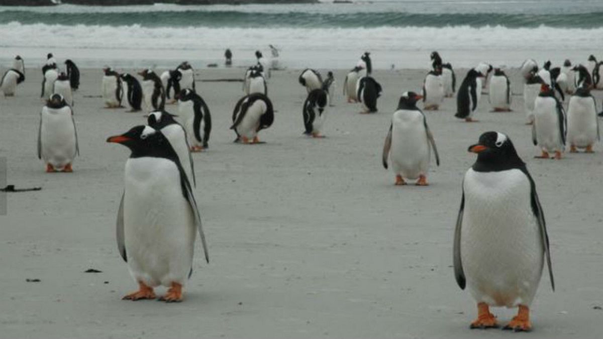 ¿Quieres comprar una isla? Hay una en venta en las Malvinas con cinco especies de pingüinos