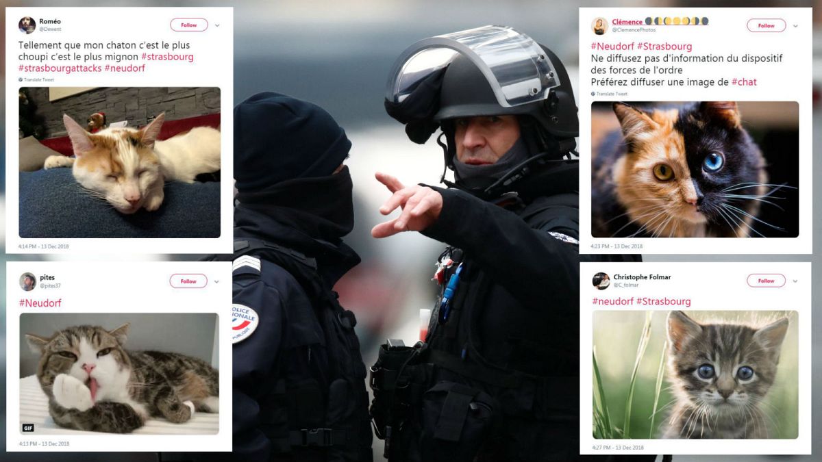Strasbourg attack: Cat images flood Twitter to protect police as they hunt suspect